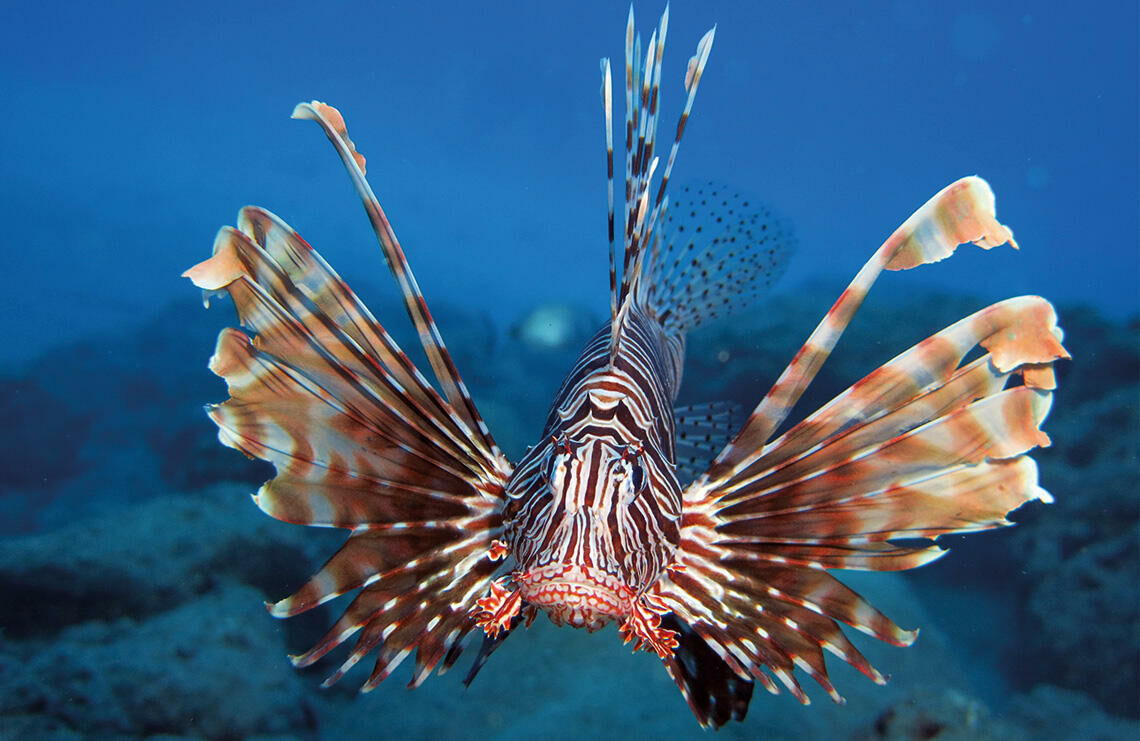 Imagem do Peixe-Leão